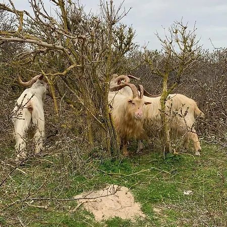 Bed & Breakfast Grain De Sable Knokke-Heist