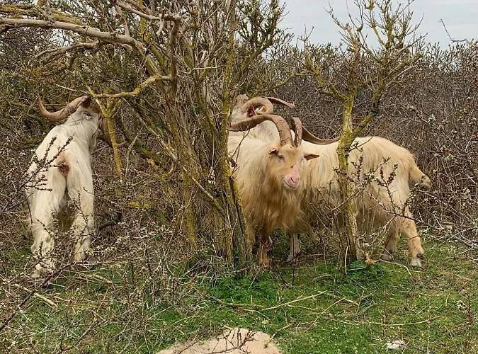 住宿加早餐酒店 Grain De Sable 克诺克－海斯特